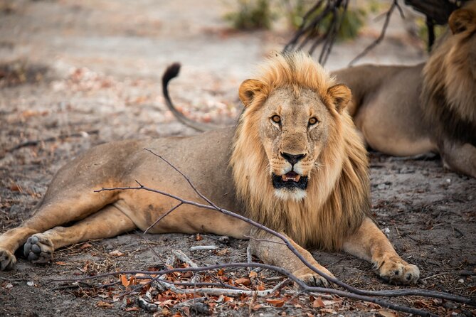 10 Day Discover Namibia Small Group Safari - Day 6: Skeleton Coast And Damaraland