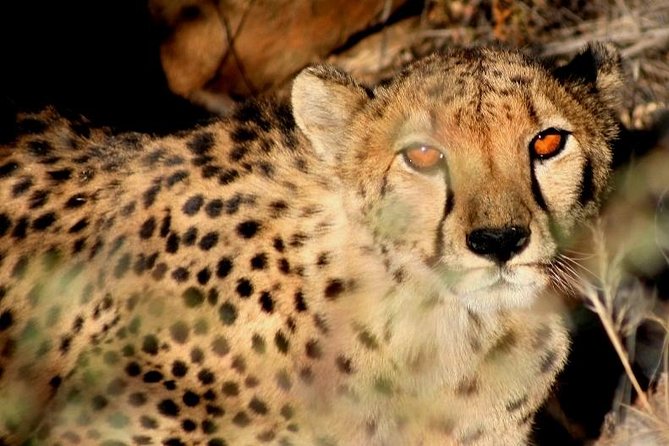 10-Day Namibia Highlights Guided Tour from Windhoek - Why this route works for a first Namibia visit