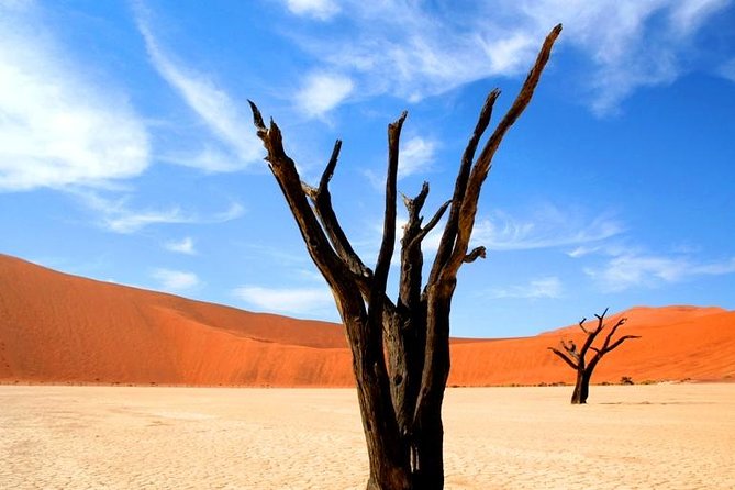 10-Day Namibia Highlights Guided Tour from Windhoek - Day 4: Welwitschia, Moon Landscape, and Walvis Bay