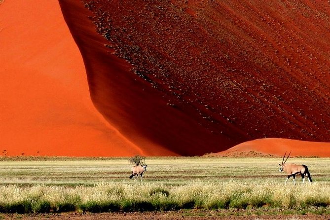 10-Day Namibia Highlights Guided Tour from Windhoek - Day 6: Twyfelfontein and the Damara Living Museum