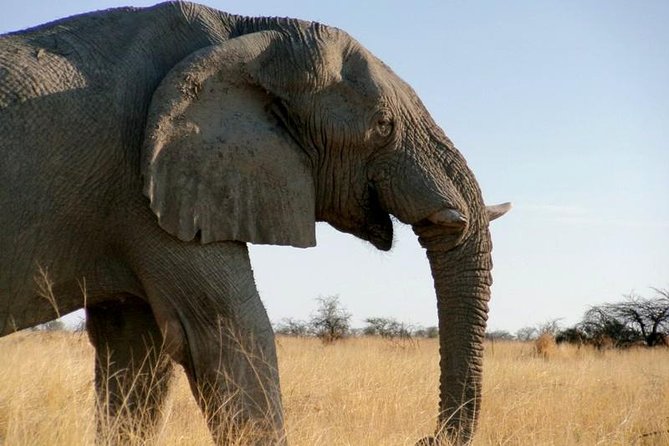 10-Day Namibia Highlights Guided Tour from Windhoek - Days 7 to 9: Three days in Etosha National Park