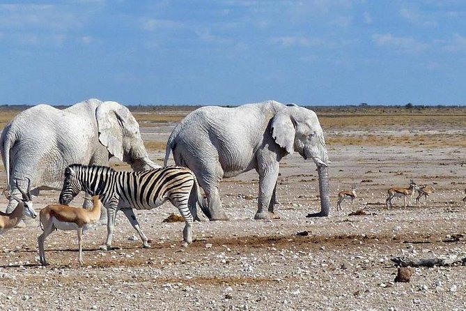 10 DAYS BEAUTY OF NAMIBIA | Guided Lodge - Day 6: Walvis Bay by boat, then Dune 7