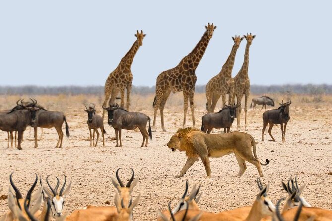 10 DAYS BEAUTY OF NAMIBIA | Guided Lodge - Day 7: Kuiseb Pass, the Tropic of Capricorn, and Solitaire