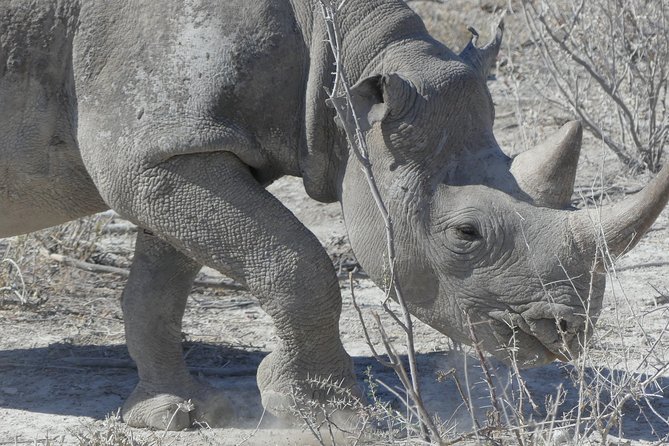 10 Namibia Adventures - Days 8 and 9: Two full days around Etosha Pan