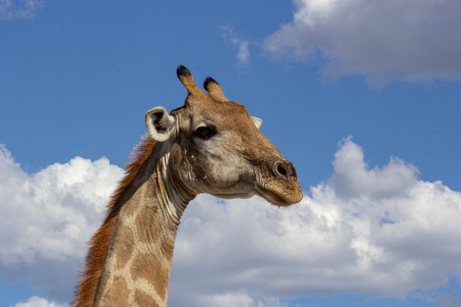 11 Days Small Group Namibia Experience Fully Accommodated Tour - A free day in German-influenced Swakopmund