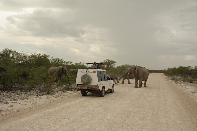 11 Days Small Group Namibia Experience Fully Accommodated Tour - Cape Cross seals and ancient rock art in Damaraland
