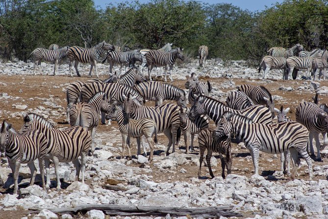 11 Days Small Group Namibia Experience Fully Accommodated Tour - Desert rhinos and the Palmwag Concession