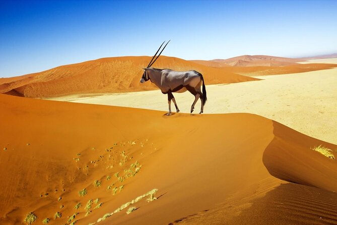 12 Day Classic Namibia Camping Safari - Key points to know before booking