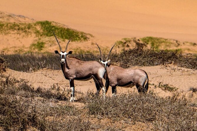 2 Day Scenic Sossusvlei Adventure Tour in Namibia - The five-hour return to Swakopmund