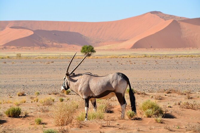 2 Days Guided Tour in Sossusvlei and Sandwich Harbor - Day one: the long road to Sossusvlei