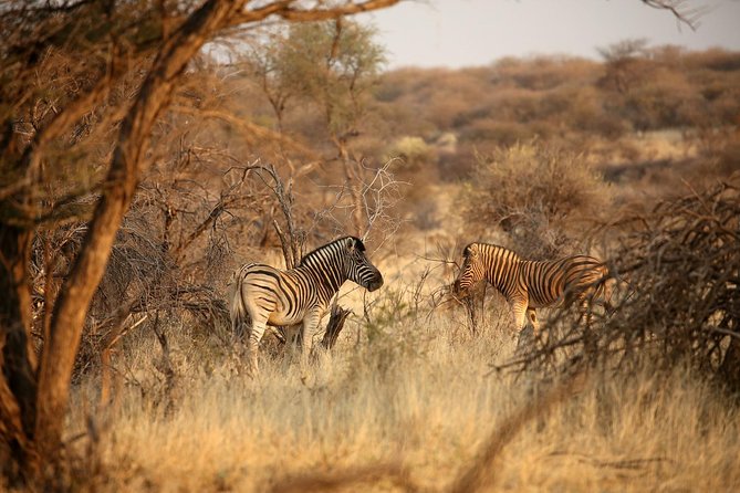 3 Day Camping tour at Etosha National Park - Why this three-day Etosha plan works