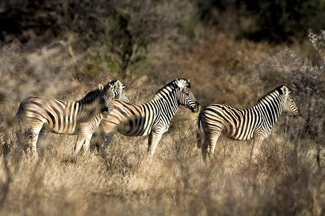 3 Day Camping tour at Etosha National Park - Okaukuejo camp and the evening waterhole