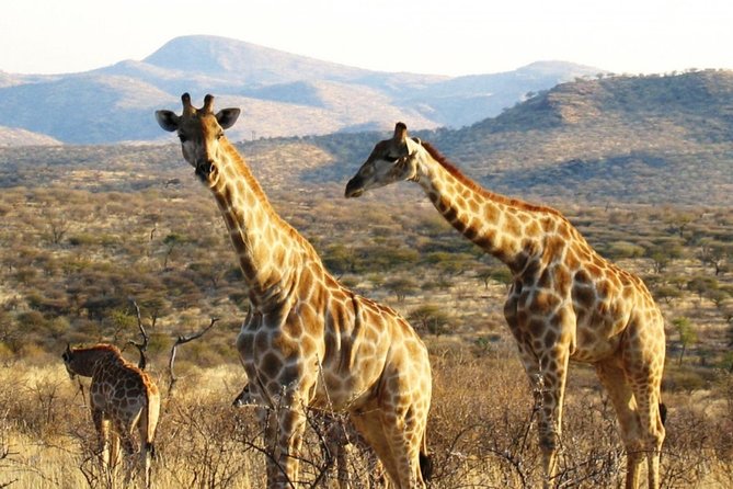 3 Day Camping tour at Etosha National Park - Camping comfort and practical preparation
