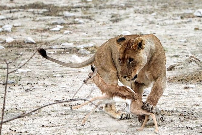 3 Day Etosha Budget Camping Safari - What the $634.56 Price Really Covers