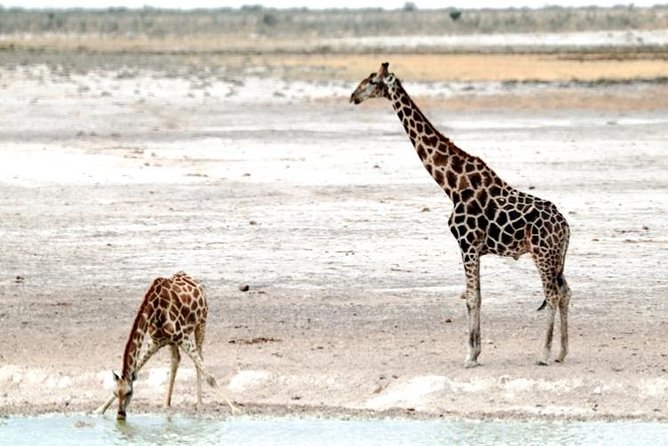 3 Day Etosha Budget Camping Safari - Final Verdict: A Strong Short Safari With Basic Camping