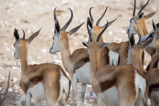 3 Day Etosha Budget Camping Safari - A Full Day Across Etosha’s Waterholes