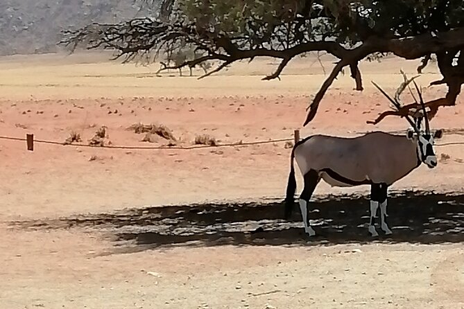 3-Day Scenic Sossusvlei Adventure in Namibia from Swakopmund - Day 1: Moon Landscape and the Welwitschia Plains