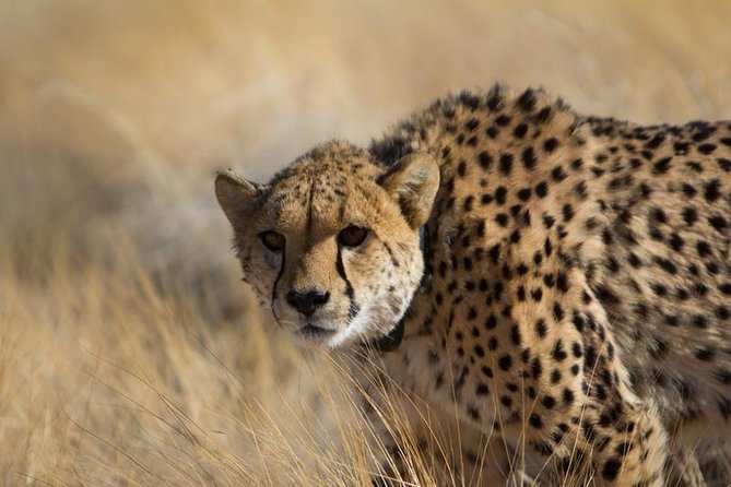 3-Day Sossusvlei Express Accommodated Safari from Swakopmund - A cheetah session at Solitaire