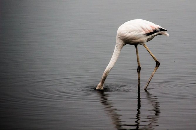 4-Day Etosha And Swakopmund Accommodated Adventure from Windhoek - Accommodation, meals, and transport