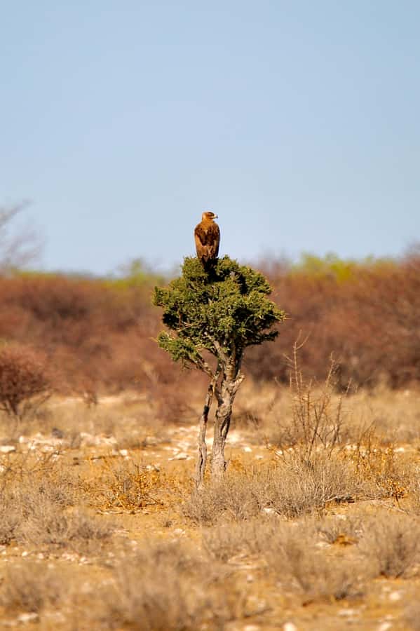 4 day Sossusvlei and Swakopmund Lodging - Why this four-day route works for a short Namibia visit
