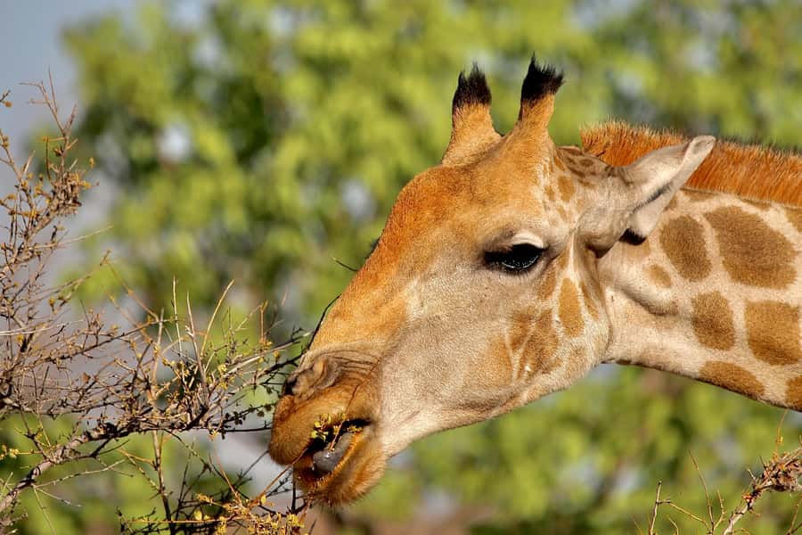 5 days Sossusvlei, Swakopmund and Spitzkoppe Camping - Key points at a glance