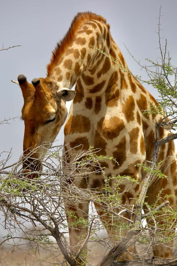5 days Sossusvlei, Swakopmund and Spitzkoppe Camping - Guide quality and group size