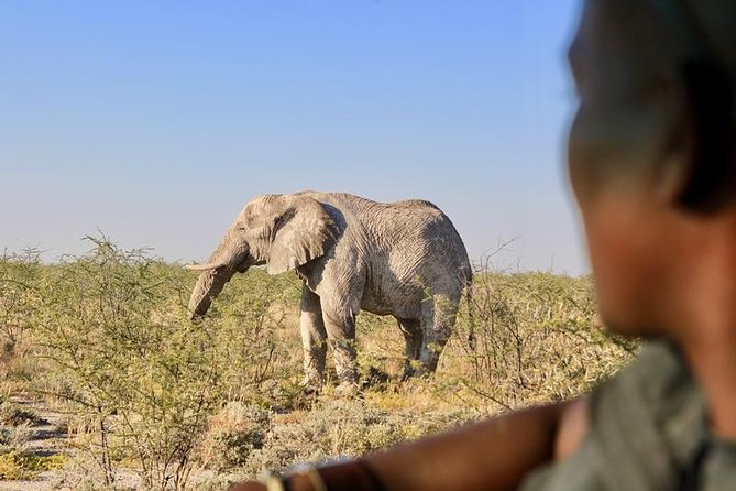 6-Day Dunes and Wildlife Accommodated Safari from Windhoek - Day 5: Deadvlei, Sossusvlei, and the climb up Big Daddy