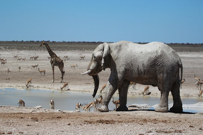 6 Day Private Guided Accommodated Namibian Loop - Day Three: From Etosha Through Damaraland To The Zeila Shipwreck