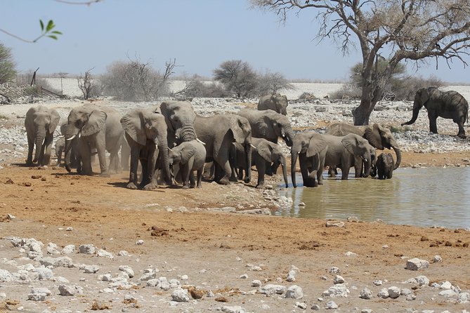 6 Day Private Guided Accommodated Namibian Loop - Day Two: A Full Day Of Etosha Waterholes