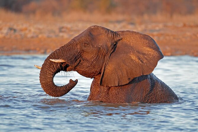 6 Day Sand, Sea & Etosha Budget Camping Safari - Key points before you book