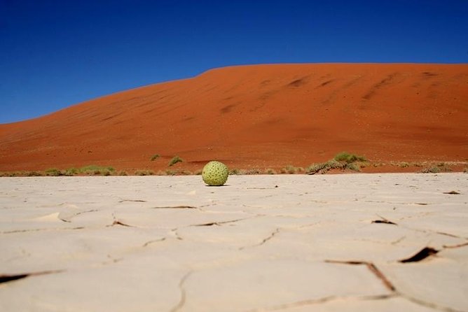 7 Day - Kalahari TOP attractions - Quiver Tree Forest and Giant Playground