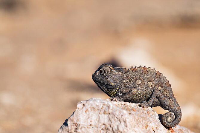 7 Day Northern Namibia and Skeleton Coast Camping Safari - Day 6: Seals, a shipwreck, and Swakopmund