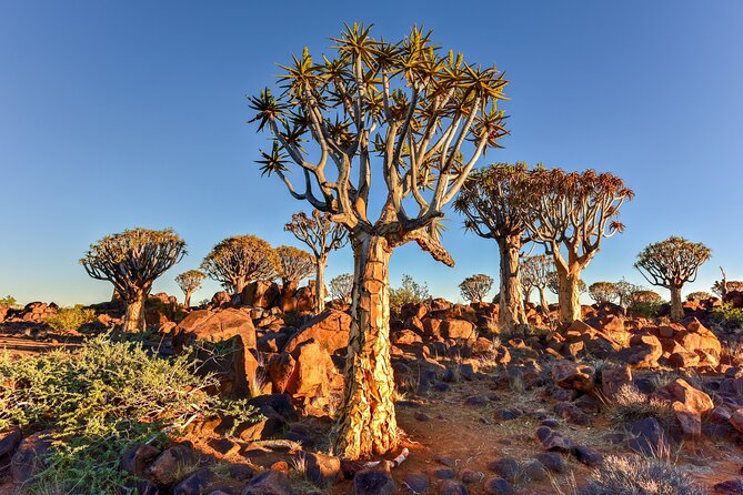 7 Day Southern Namibia and Sossusvlei Camping Safari - Day 3: Dune 45, Sossusvlei, and Dead Vlei