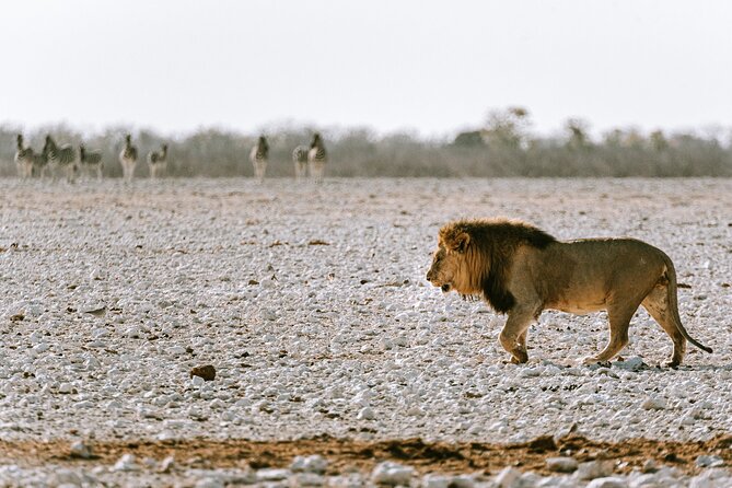 9 Day Canyons, Dunes & Wildlife Camping and Lodge Safari - Day 4: Swakopmund choices, then across the Namib