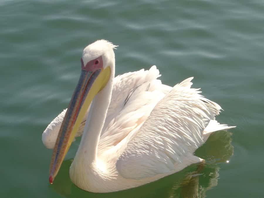 Catamaran Dolphin Cruise and Sandwich Harbour Tour - Key points before you book
