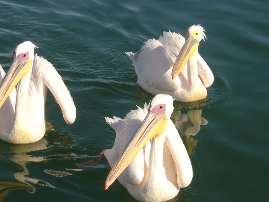 Catamaran Dolphin Cruise and Sandwich Harbour Tour - From Swakopmund to Walvis Bay in 40 minutes