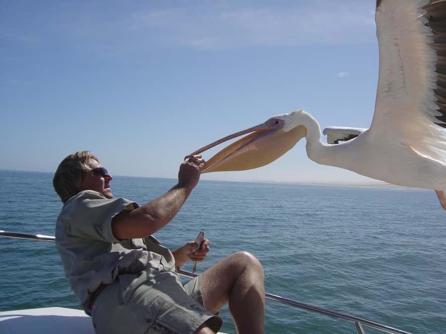 Catamaran Dolphin Cruise and Sandwich Harbour Tour - Oysters, sparkling wine, and a generous boat break