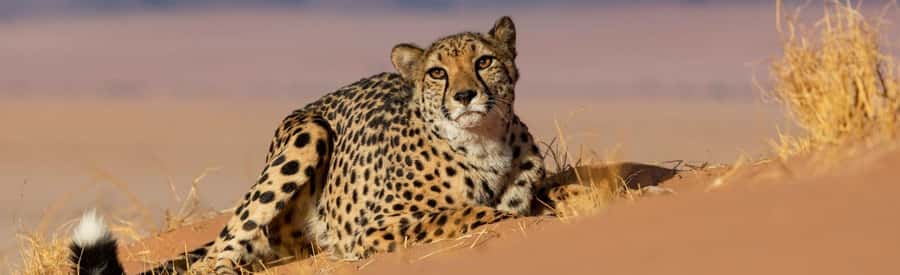 Discover the Roots of N/a'ankuse - A feeding Day Tour - The 08:30 pickup makes this an easy Windhoek day trip