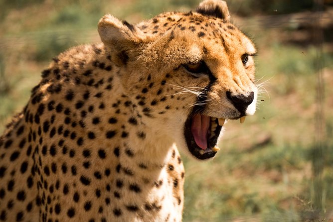 Discover the Routes of N/a’an ku sê. - Three hours among rescued predators