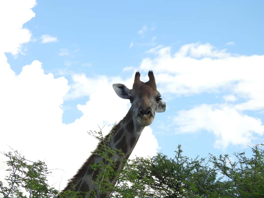 Elephant Adventure with Herson - a native of Damaraland - Key Points to Know Before You Go