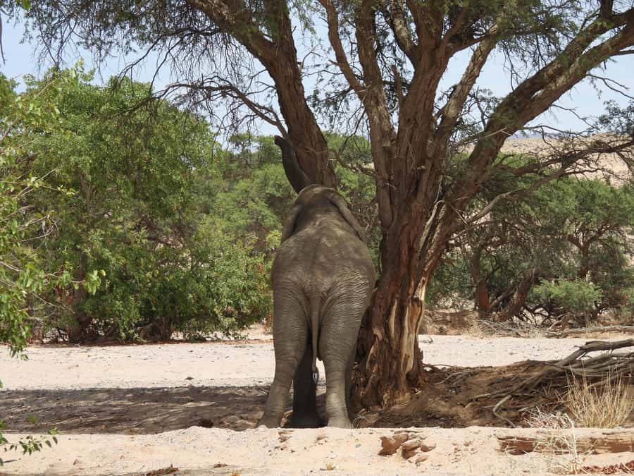 Elephant Adventure with Herson - a native of Damaraland - Searching for Desert Elephants