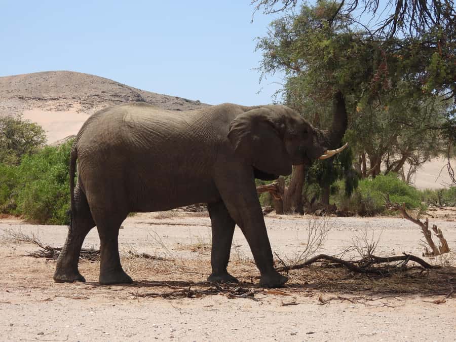 Elephant Adventure with Herson - a native of Damaraland - Timing, Flexibility, and What to Bring