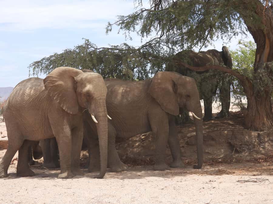 Elephant Adventure with Herson - a native of Damaraland - Following the Twyfelfontein Riverbed