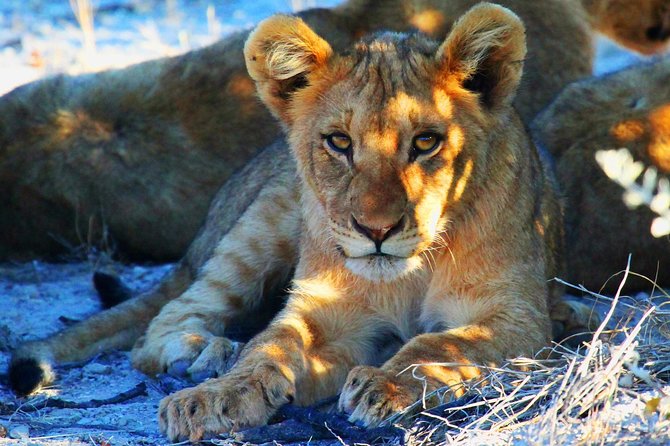 Etosha Express Safari 3 Days / 2 Nights - Four things to know before booking