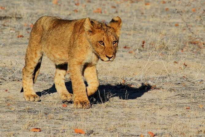 Etosha Express Safari 3 Days / 2 Nights - Guide Shawn and the value of a private trip