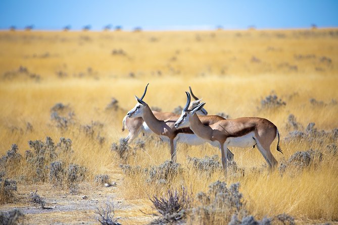 Etosha Express Safari 3 Days / 2 Nights - Is $1,045 a fair price?