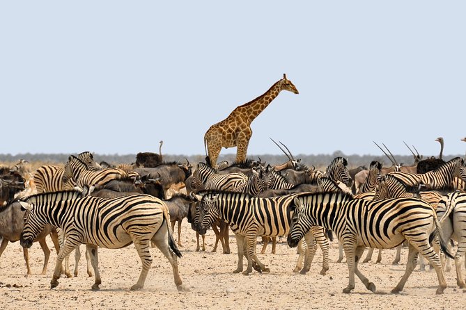 Etosha Express Safari 3 Days / 2 Nights - Day one: the long road from Windhoek to Etosha