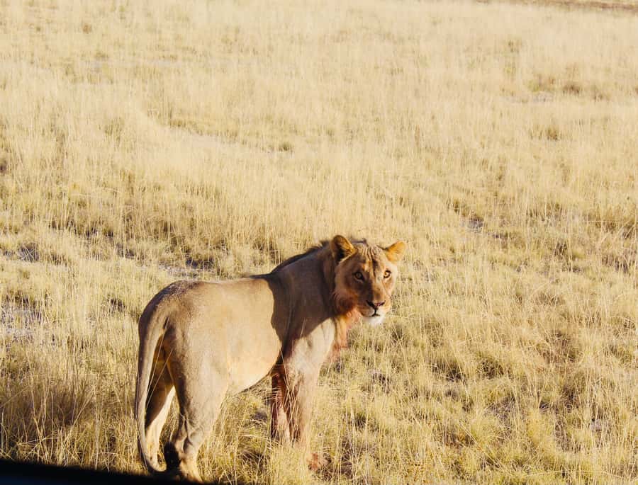 Etosha National Park: Full or Half-Day Game Drive - Booking details that matter