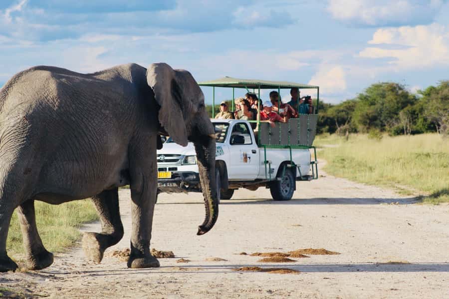 Etosha National Park: Full or Half-Day Game Drive - A full day built around Etosha’s waterholes
