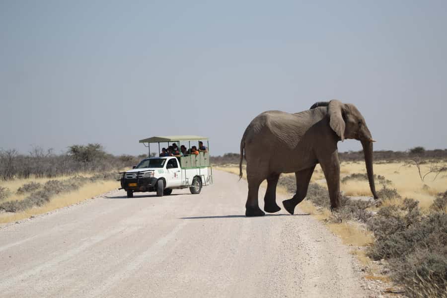 Etosha National Park: Full or Half-Day Game Drive - The one-hour lunch break, with food on your own